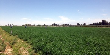Proyecto fortalecerá la actividad agropecuaria de la
irrigación Majes.