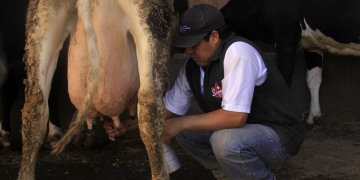 Ganaderos decididos a competir en el mercado con nuevo producto ‘más natural’.