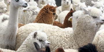 El consumo de carne de alpaca, en promedio, solo llega a 200 gramos al año por peruano.