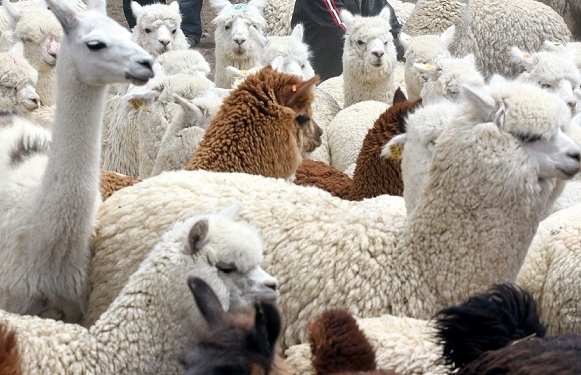 El consumo de carne de alpaca, en promedio, solo llega a 200 gramos al año por peruano.