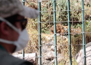 Los más de 100 días de cuarentena dejaron sin ingresos a Zoo Mundo, el único zoológico de Arequipa y ahora se requiere de la colaboración de todos para alimentar a los animales.