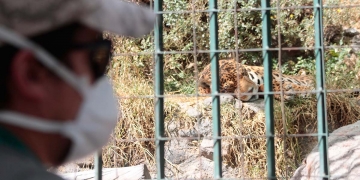 Los más de 100 días de cuarentena dejaron sin ingresos a Zoo Mundo, el único zoológico de Arequipa y ahora se requiere de la colaboración de todos para alimentar a los animales.
