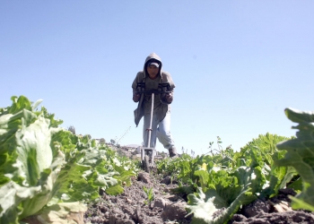 La agricultura es un importante sector productivo para Arequipa, pero también es una actividad sensible al trabajo infantil.
