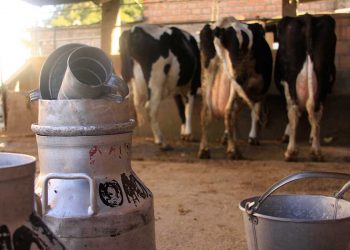 La leche evaporada, se producirá a partir de leche fresca y los productores afirman que, esto también beneficiará a las amas de casa.