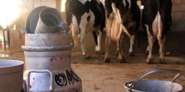 La leche evaporada, se producirá a partir de leche fresca y los productores afirman que, esto también beneficiará a las amas de casa.
