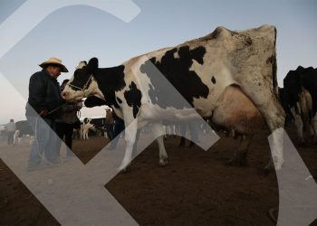 Los colonos de la irrigación Majes, llevan el ganado lechero a la feria Santa María de la Colina en el Pedregal, esperando venderlo o de lo contrario se quedarán en el matadero.