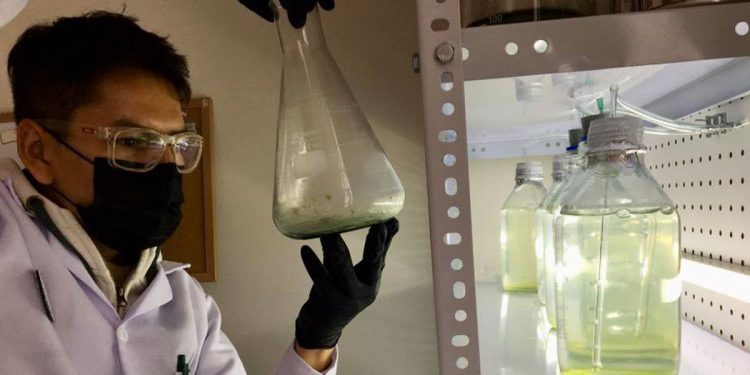 OXCEM desarrolla descontaminadores biológicos a base de microalgas.