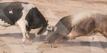 En cada pelea los toros dieron todo para salir victoriosos. El encuentro entre Señor del Valle y Juancito Trucupel fue uno de los más disputados.