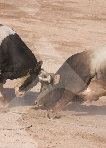 En cada pelea los toros dieron todo para salir victoriosos. El encuentro entre Señor del Valle y Juancito Trucupel fue uno de los más disputados.