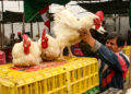 Hasta el momento, en Arequipa no hay casos de gripe aviar en aves domésticas.