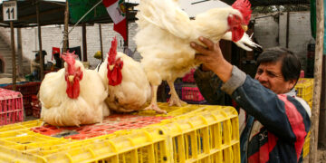 Hasta el momento, en Arequipa no hay casos de gripe aviar en aves domésticas.