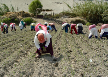 Un total de 72 mil hectáreas de las 180 mil de toda la región Arequipa, se verían afectadas por la sequía.