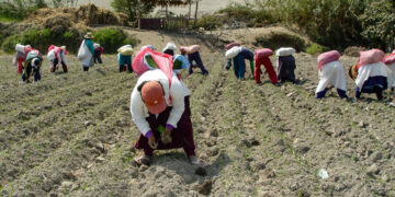 Un total de 72 mil hectáreas de las 180 mil de toda la región Arequipa, se verían afectadas por la sequía.
