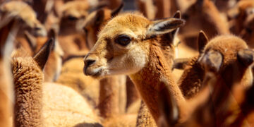 Según los guardaparques de la reserva Salinas y Aguada Blanca, cada año aumenta en un 10 % el número de vicuñas en la zona.