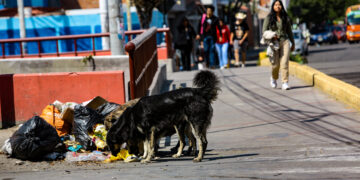Después de morder a una persona, un perro con rabia podría morir 10 días después. Lo recomendable para evitar la enfermedad es vacunarlo anualmente.