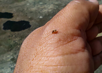 Los charcos, contenedores, y cúmulos de agua son el lugar ideal para la reproducción de mosquitos.