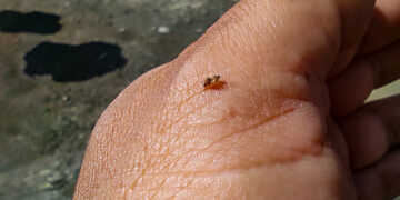 Los charcos, contenedores, y cúmulos de agua son el lugar ideal para la reproducción de mosquitos.