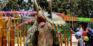 El triceratops, cuyo nombre significa cara con tres cuernos, es uno de los más admirados por los gruñidos y el movimiento que realiza con su cabeza.