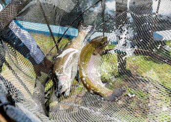 Lo mejor de la piscigranja de Totorani es que cualquier poblador puede ir a comprar trucha fresca, pues es pescada en ese momento.