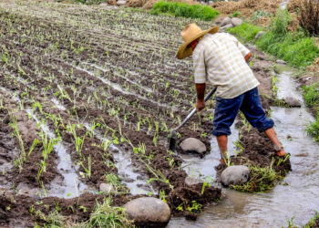 Más del 80 % de las tierras agrícolas del país están ocupadas por minifundios con limitaciones de producción masiva.