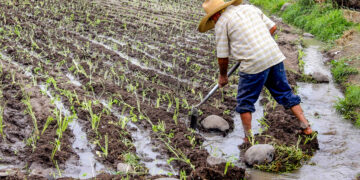 Más del 80 % de las tierras agrícolas del país están ocupadas por minifundios con limitaciones de producción masiva.