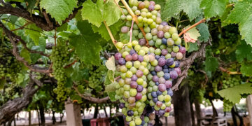 Viñedos en el distrito de Pocollay. El valle de Tacna se extiende a lo largo de Pocollay, Pachía y Calana. (Foto: Liz Ferrer Rivera)