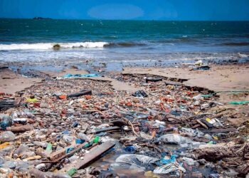 Animales marinos son los más afectados por el desecho de fármacos.