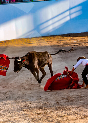 Los amigos de Sangre y Arena de Chumbivilcas, soportaron la ferocidad de la vaquillona, sus ponchos pagaron el atrevimiento.