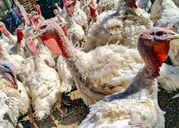 Los pavos vivos o beneficiados también se ofrecen por redes sociales y los precios son variados