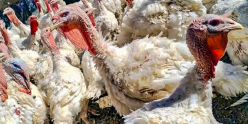 Los pavos vivos o beneficiados también se ofrecen por redes sociales y los precios son variados