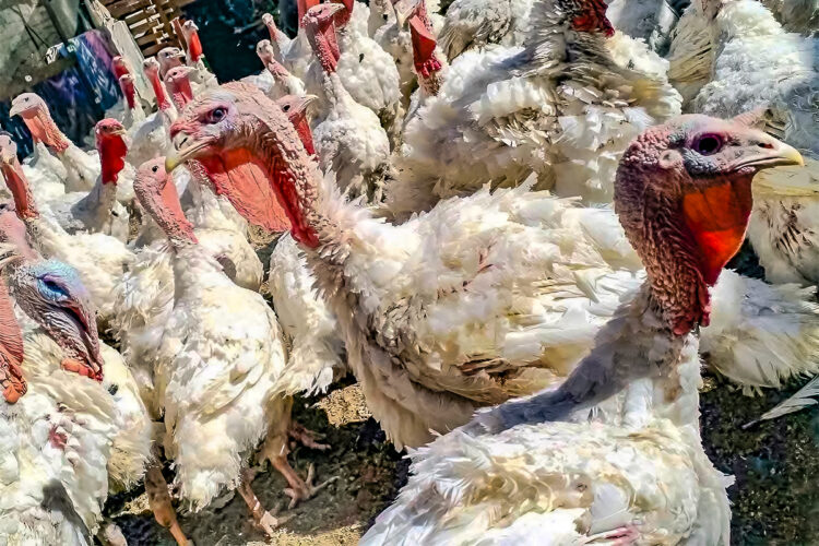 Los pavos vivos o beneficiados también se ofrecen por redes sociales y los precios son variados
