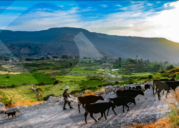 Muchos aseguran que los mejores quesos provienen de esta zona. La ganadería es una actividad productiva importante.