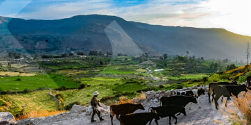 Muchos aseguran que los mejores quesos provienen de esta zona. La ganadería es una actividad productiva importante.