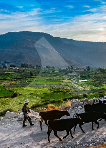 Muchos aseguran que los mejores quesos provienen de esta zona. La ganadería es una actividad productiva importante.