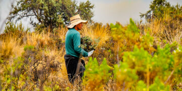 El proyecto ReforestAcción Hídrica busca revertir un déficit estimado de cerca de 5 000 hectáreas de bosques de queñoa.