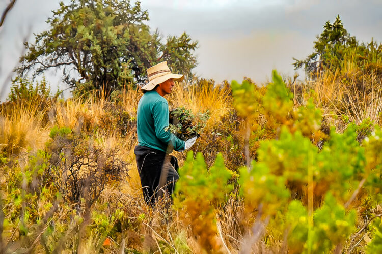 El proyecto ReforestAcción Hídrica busca revertir un déficit estimado de cerca de 5 000 hectáreas de bosques de queñoa.
