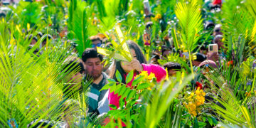 Un gran paisaje verde de palmas y olivos, y en medio, las personas que esperaban la bendición.