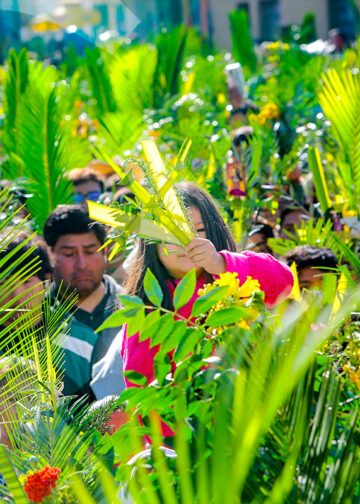 Un gran paisaje verde de palmas y olivos, y en medio, las personas que esperaban la bendición.