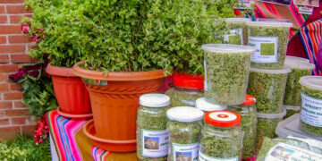 Tacna es desde hace varios años el primer productor del llamado “oro verde” en el Perú.