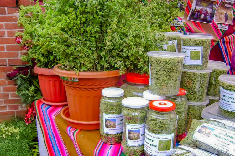 Tacna es desde hace varios años el primer productor del llamado “oro verde” en el Perú.