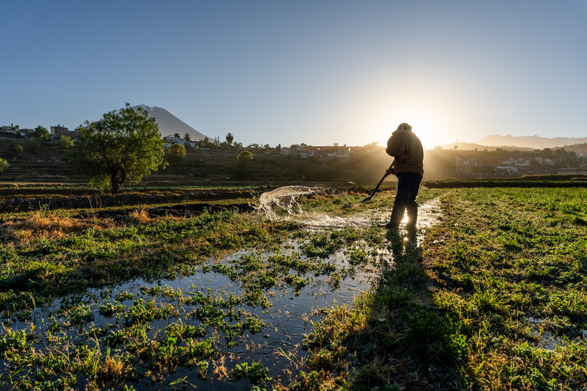 Raíces, de Juan Laurel Acostupa, consiguió el segundo puesto en fotografía avanzada. El agricultor arequipeño representa una tradición que nace del esfuerzo, la paciencia y el vínculo profundo con un territorio que ha sido cultivado por generaciones.