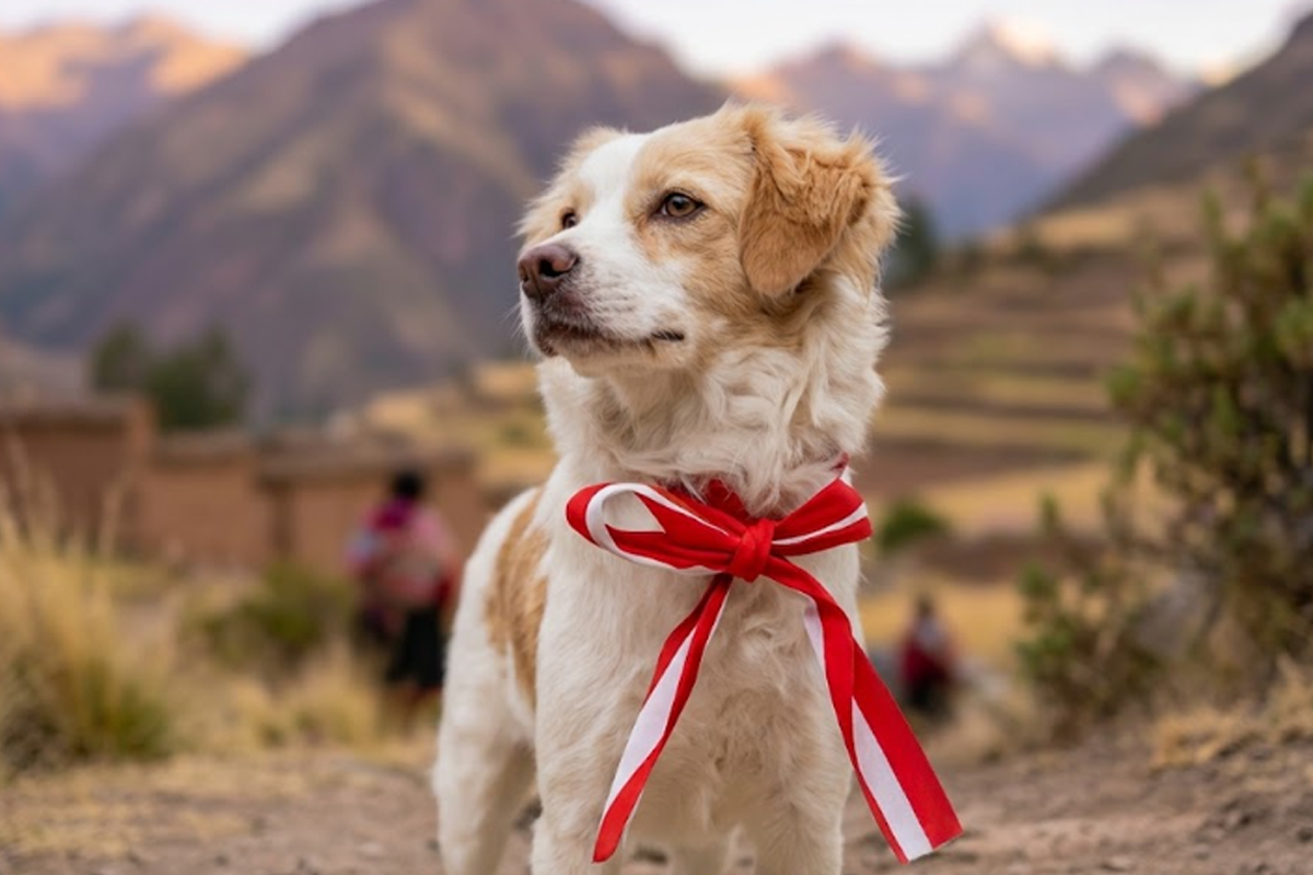 El pastor chiribaya es considerado parte del legado canino del antiguo Perú. Foto: ACP-UCPE