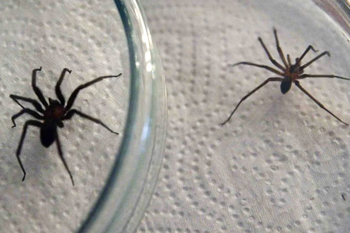 El color o la marca de violín no bastan para identificar una araña del género Loxosceles. Ante una mordedura, acude a un centro de salud. Foto: Minsa